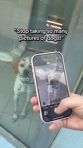 12K views · 63 reactions | If someone tells you that you take too many dog pics, leave them. You don't need that negativity in your life  #dogpics #pointer #MidweekMotivation #shelterdog #rescuedog | Dogs Trust Ireland | Facebook