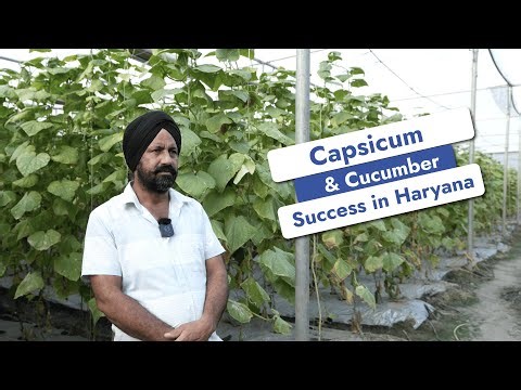 Strong Structures, Healthy Crops 🌱