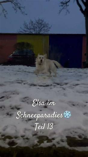 Elsa im Schneeparadies❄️￼ Teil 13 #elsa #snow #goldenretreiver#cutedog #cute #pets #funny #winter