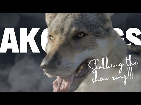 Get Ready to Woof: Meet the Czechoslovakian Wolfdog!