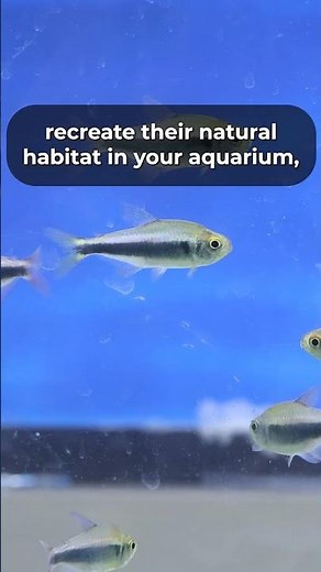 🐟The Bleeding Blue Tetra, scientifically named Hyphessobrycon Margitae