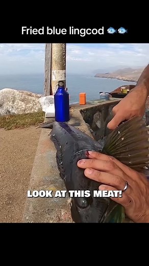 Cooking Blue Lingcod: A Delicious Catch and Cook Adventure!