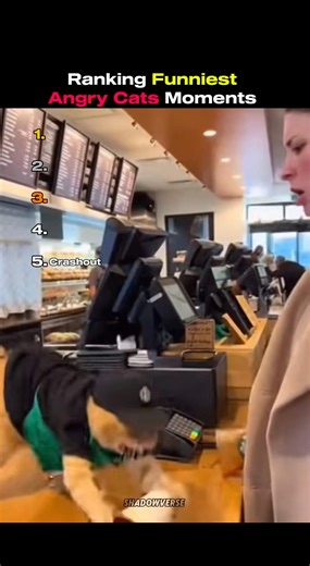 Best Angry Cat moments 😂 #funny #edit #shorts