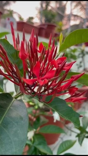 Ixora Plant Flowering Secrets 😳 5 Simple Care TipsWhy Ixora Not Flowering? Try These 5 Tips!
