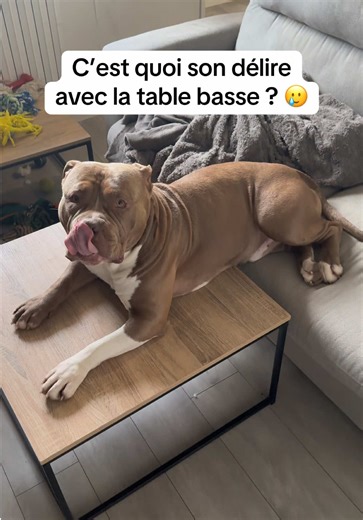 Team plaid ou team table ? 😂 #chien