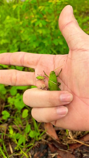 Wow 😱😱 #fish #dogs #scorpion #millipede #nature #monkey #shorts #crab #frog #insects