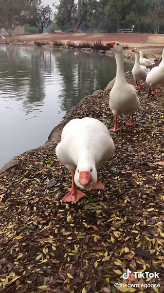 Honking Goose Sounds Compilation | Funny Honking Geese Videos