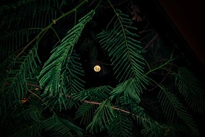 Sermon for December 19, 2021 — Fourth Sunday of Advent