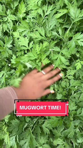 MUGWORT TEA AND CAKE 🧁- spring mugwort is used in food all over its native range, as its less bitter and potent before flowering! In the west it often earns an unwarranted amount of worry, and if you’re enjoying it in moderation, you don’t need to worry! Unless you have a ragweed allergy! Or are growing a human (because we should always err on the side of caution!)