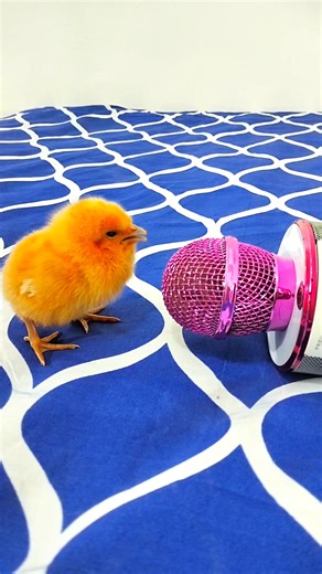 Chick Sound & Singing Birds Compilation