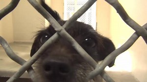 99 reactions · 166 shares | ZIGGY is a little cutie, so small and...