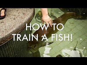 How to TRAIN YOUR FISH!