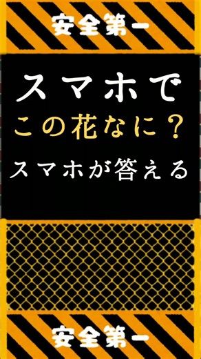 ９割が知らない！スマホで花の名前が一瞬で分かる方法