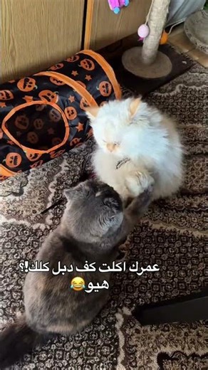 دبل كلك😂😂🥲 #لاتنسوا_الاشتراك_في_القناة_وتفعيل_الجرس