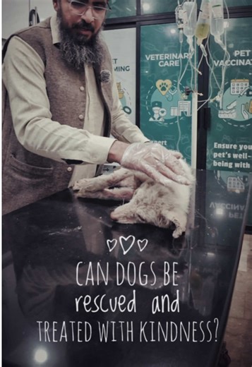 Rescuing and Treating Street Dogs Effectively