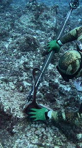 217K views · 2.9K reactions | Hawaii's Best Octopus Hunter! | Ryan Myers Spearfishing | Facebook