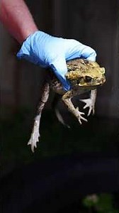 Catching Cane Toads with Toad Busters