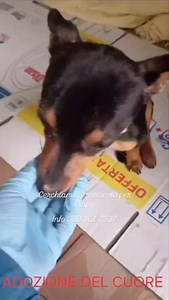 Cari amici del Rifugio, questo piccolino si chiama Pinpy e si trova a Terlizzi (Ba), non lo seguiamo direttamente noi ma vorremmo aiutarlo. È necessaria una marea di condivisioni per raggiungere la sua mamma! Sappiamo che non ci deluderete 💪🏻💚 Grazie ❤️🙏🏻❤️ “NON SONO OGGETTI, SONO VITE. 💔 ​Non ci sono parole per descrivere chi può restare indifferente davanti a tanta sofferenza. Questo piccolo di poco più di 3 kg è stato trovato il 30 dicembre, in condizioni disperate . Gli esami e i raggi