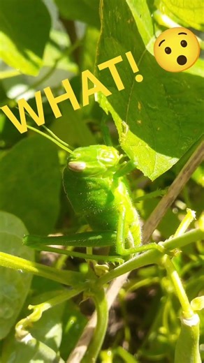 GRASSHOPPER EATING MY GREEN BEAN LEAVES🦗