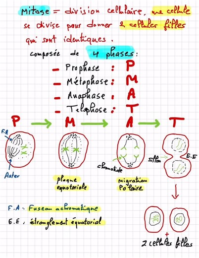 Centre Astuce kenitra | La génétique 🧬 wslto wla mazal | Instagram