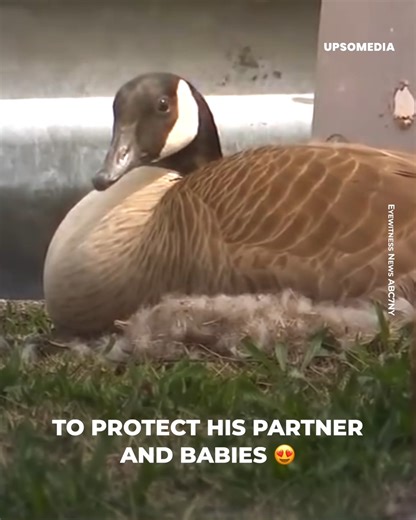 13K views · 133 reactions | A goose wouldn’t let anyone approach, his attacks were brutal, but he wasn’t acting out of malice, but because of a noble reason. | The Kiwi | Facebook