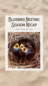BLUEBIRD SEASON RECAP This year’s bluebird trail brought us so much to observe and learn. Spring cold snaps stretched out egg laying — sometimes up to 2 to 5 days between eggs instead of daily! Summer heat waves led to smaller broods, with some nests holding only 3 eggs instead of 5. Out of 58 eggs, 51 hatched and 50 fledged — an incredible 98% fledge rate! As cooler weather approaches, we’ll be winterizing the boxes in late October to give our bluebirds safe shelter. And we’re already looking f