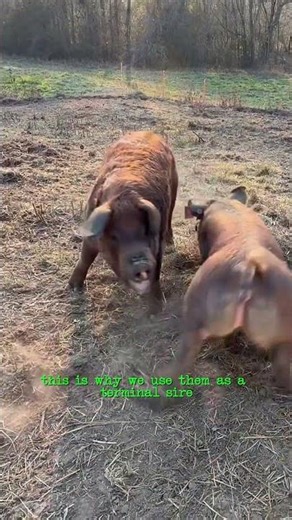 Why So Many Farmers Raise Duroc Pigs #regenerativefarming #pastureraised #durocpigs