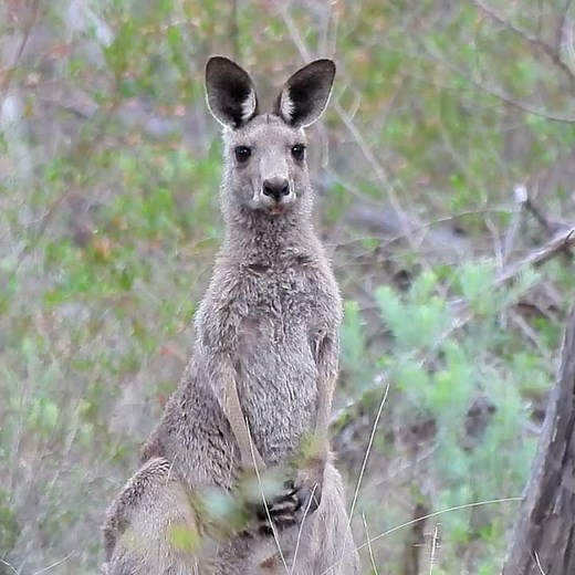 Eastern Grey Kangaroo #caperteevalley #woodlands #australia #conservation #biodiversity #ecology