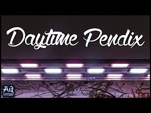 Daytime Pendix Review | AquaOwner