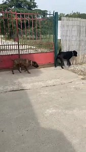 34 reactions · 164 shares | MIA RINUNCIA DI PROPRIETÀ..MOLLATA A 4...