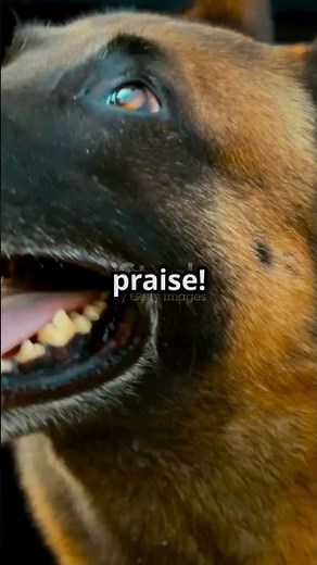 smart dog training