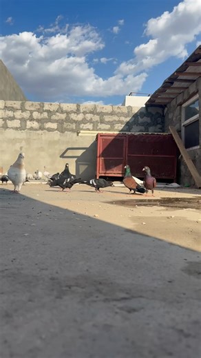 #شنكال_شيخان_بعدري_بعشيقة #شيخان_باعدر_مهت_خانكي_شارية_شيخكا #العراق_السعوديه_الاردن_الخليج #بغداد_بصرة_موصل_الكويت_الخليج_دبي_ #الامارات_السعوديه_الكويت_البحرين_عمان