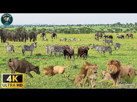 4K African Wildlife: Ol Pejeta Conservancy, Kenya - Scenic Wildlife Film With African Music