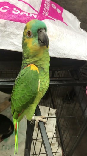 Parrot Talking #bye bye.#Có khách