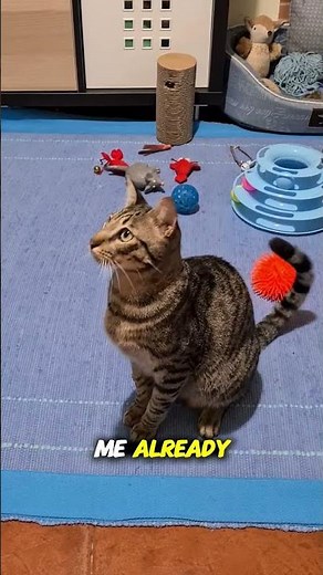 Cat Meows Explained: What Cat’s Sounds Really Mean #cat #pets #cute #funnycats #petfacts #facts