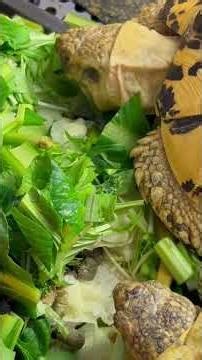 【世界で3番目の大きさ】人気のリクガメ・ヒョウモンガメ。飼いたい！お迎えしたいと思って居る方は今一度お考え下さい。