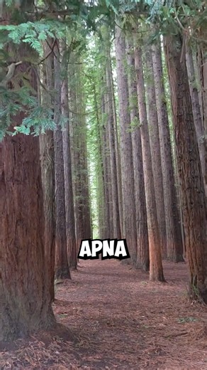 How do plants make Oxygen