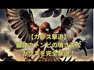 カラス撃退音｜トンビの鳴き声で一瞬退散【害鳥対策・フン害防止】 / Crow Repellent Sound | Hawk Cry to Drive Away Crows