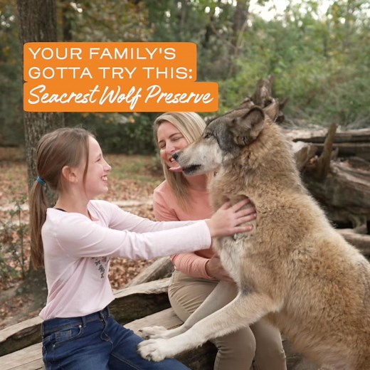Experience an incredible hands-on encounter with wolves at the Seacrest Wolf Preserve. | VISIT FLORIDA
