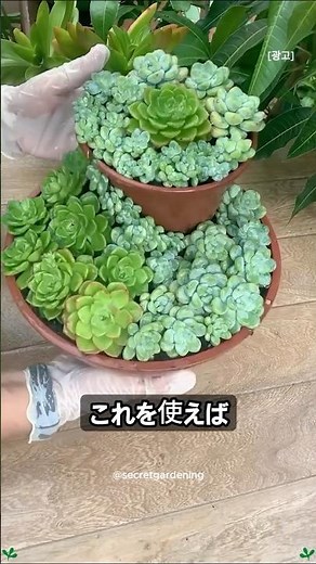 園芸10年のプロも驚く多肉植物の寄せ植えテクニック #多肉植物 #DIY