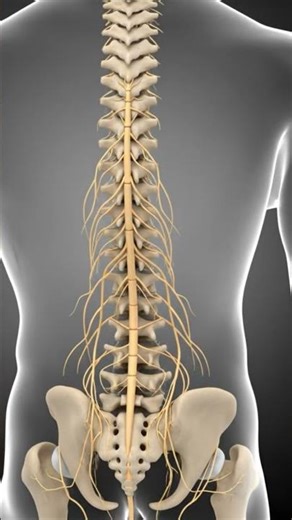 Human Spine and Spinal Cord Anatomy Explained in 3D
