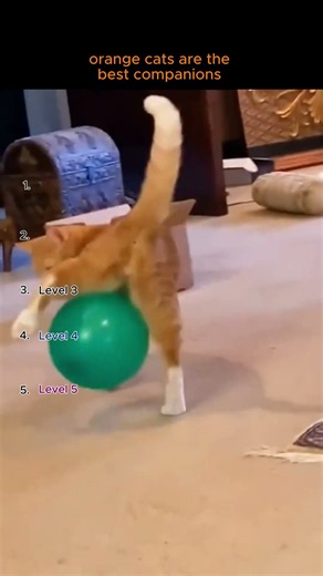 The secret life of orange cats revealed 🤫 #cat #funny #shorts