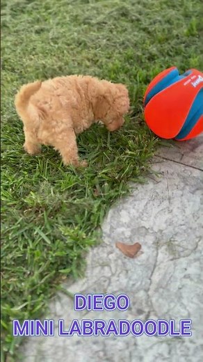 Diego Mini Labradoodle Puppy