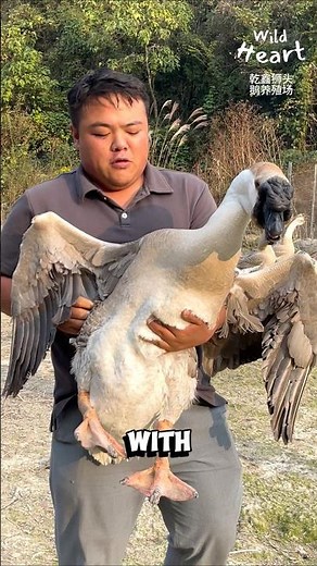The Heavyweights of Goose Breeds
