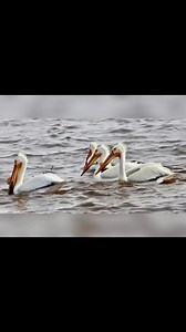 Pelicans in Lake Huron. Hessel Michigan | Terri Donaldson Photography