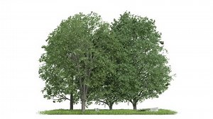 Tree Line Footage Isolated On White Stock Footage Video (100% Royalty-free) 3447863629 | Shutterstock