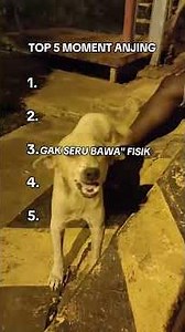 TOP 5 MOMENT ANJING PALING NGAKAK 🤣😭