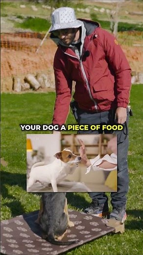 The Psychology of Begging Behavior in Dogs