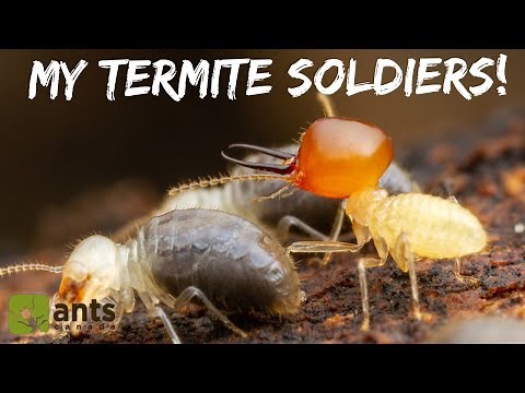 My Termite Colony Produced Massive Soldiers