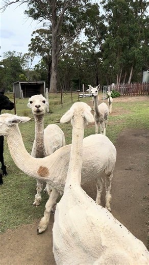 Daddy said ‘come on’… and the alpacas panicked 😂🦙| Cutest